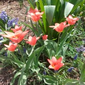 Tulips Muscari Hyacinths Combo